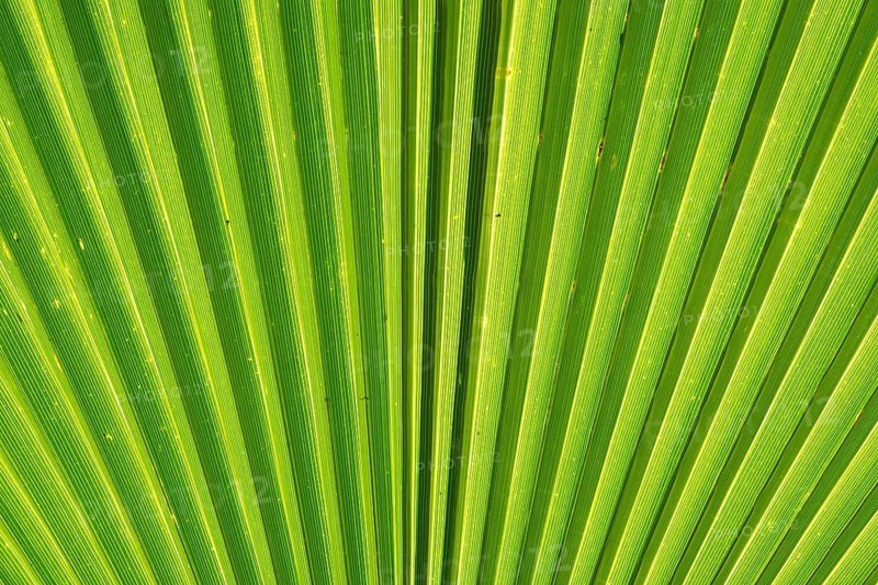 Leaf structure