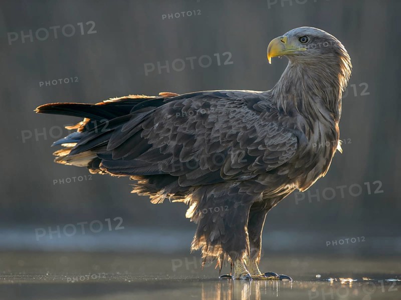 White-tailed eagle