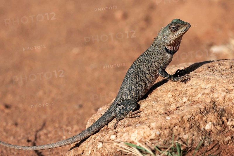 Oriental garden lizard
