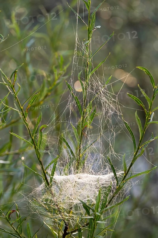 Web of Sheet Weaver