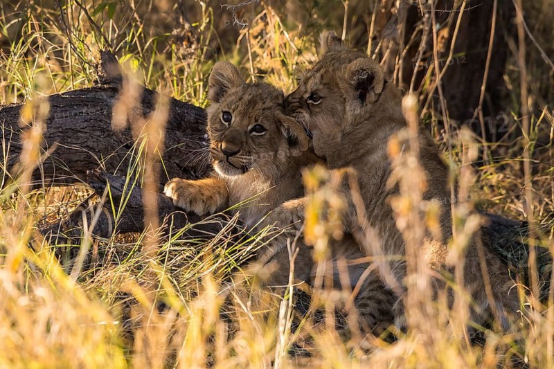 Lion cubs