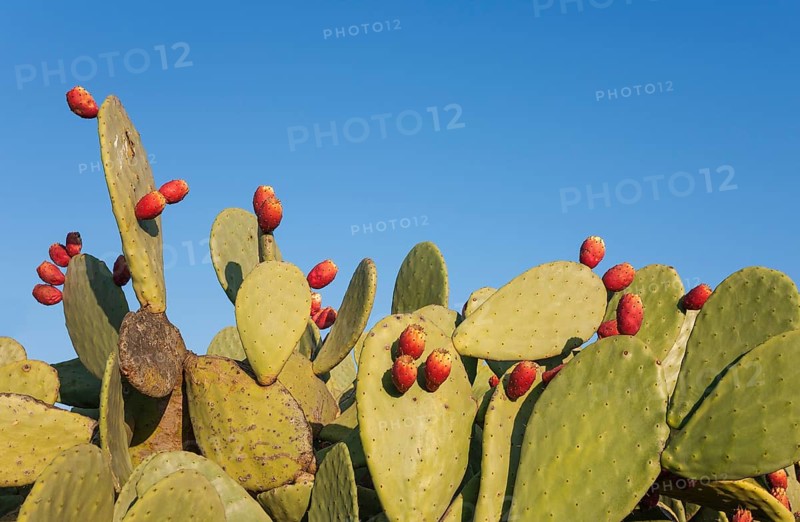 Prickly pear