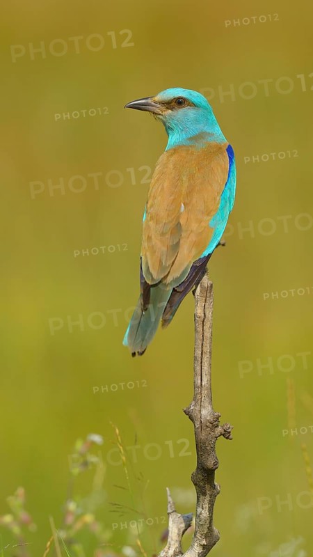 Roller