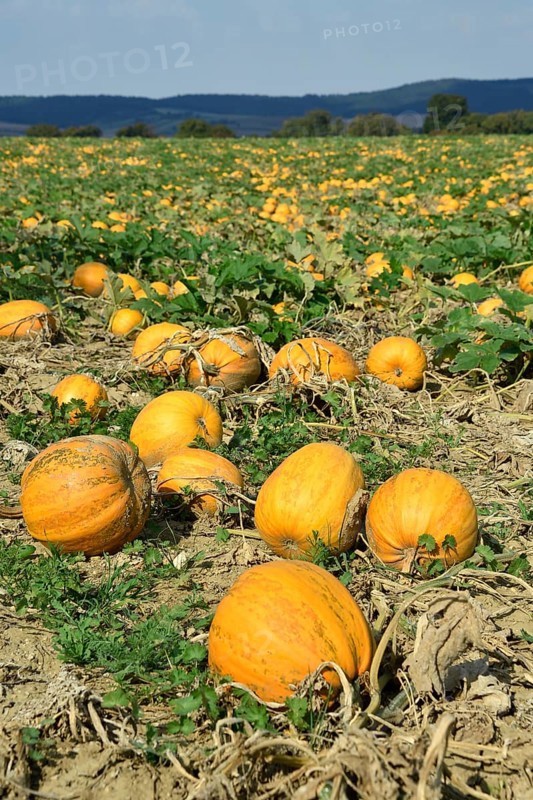 Pumpkin field with ripe pumpkins