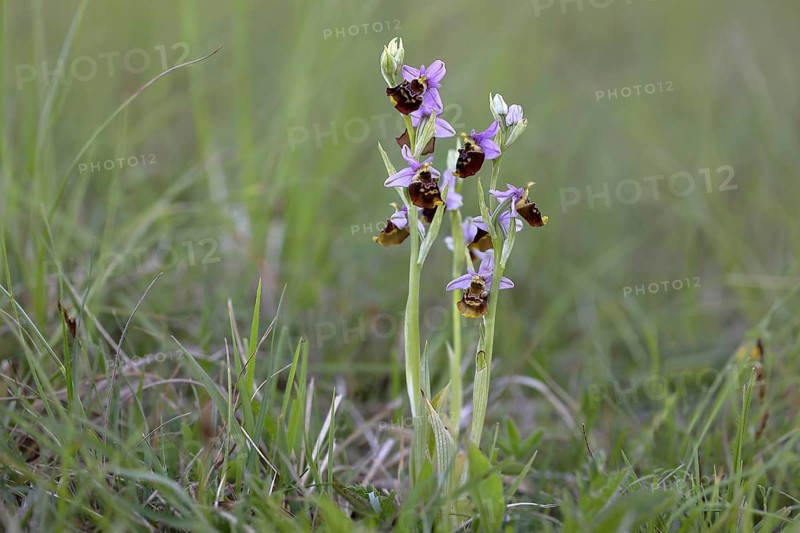 Late spider orchid