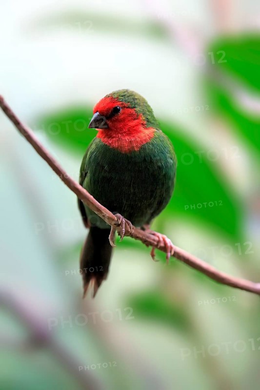 Red-throated Parrotfinch