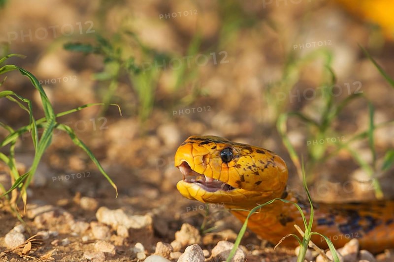 Cape Cobra