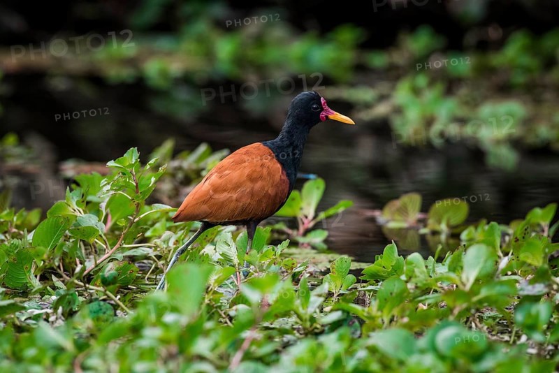 Wattled jacana