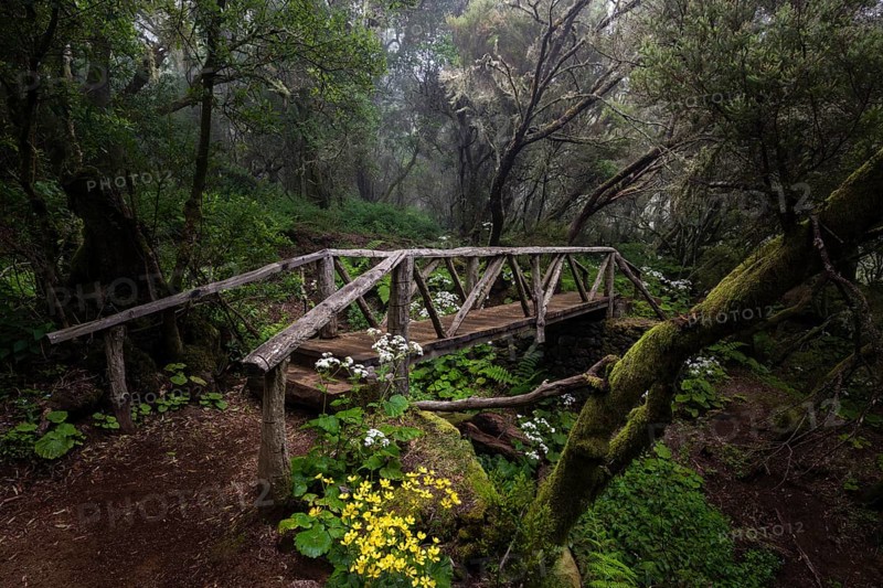 Hiking trail with bridge in fog forest
