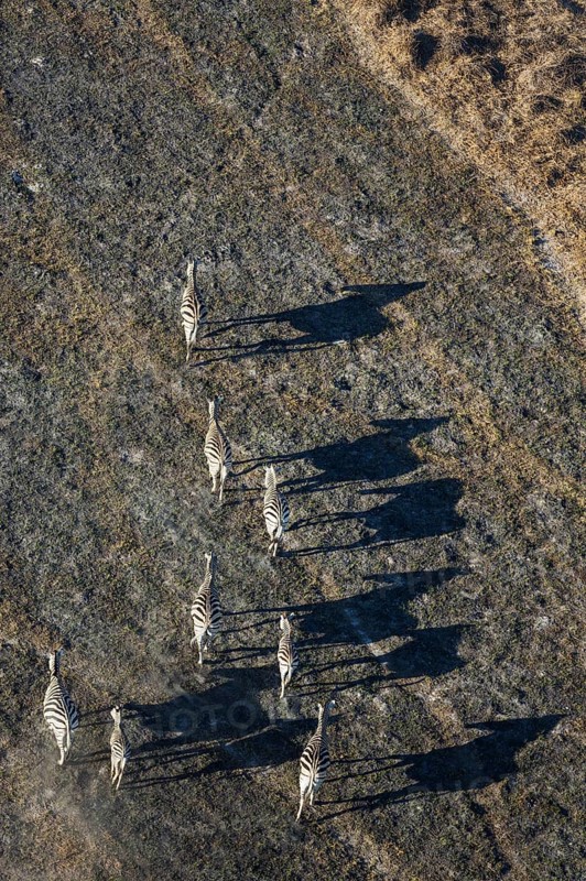 Burchell's Zebra