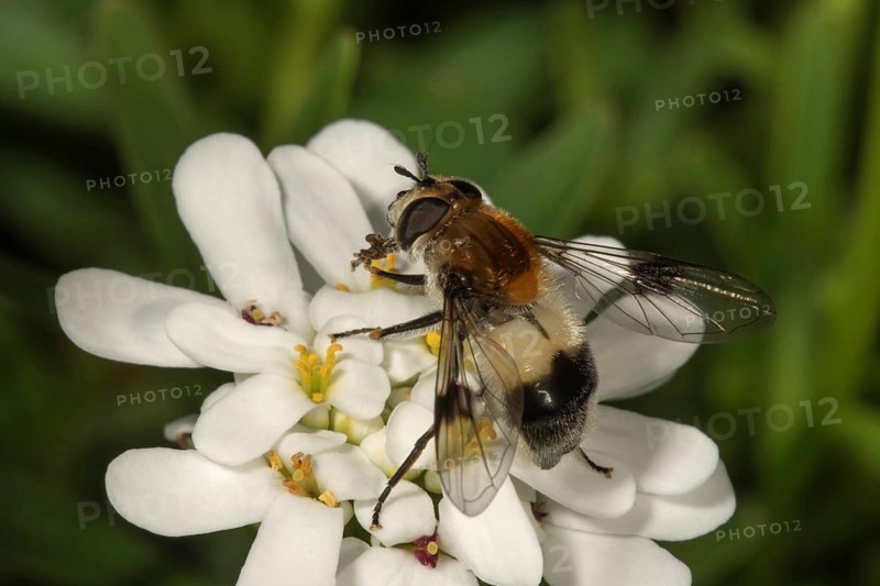 Cossus Hoverfly
