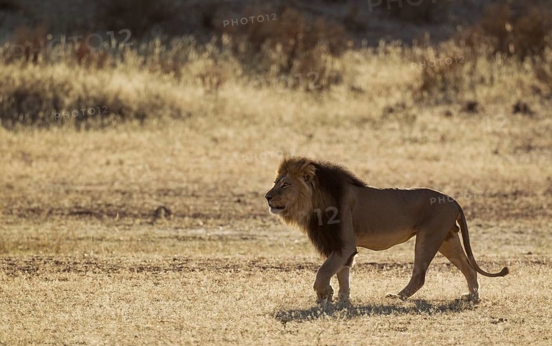 Black-maned Lion