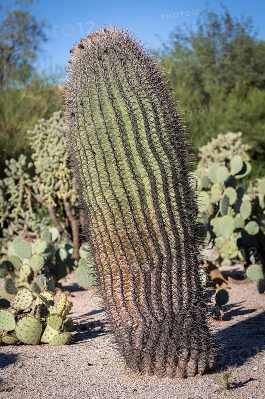 Fishhook barrel cactus