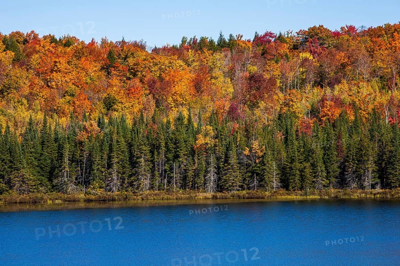 Mixed forest