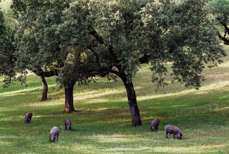 Grazing black Iberian pigs under holm oaks