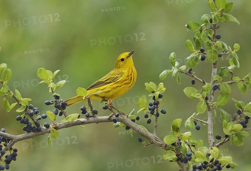 Yellow Warbler