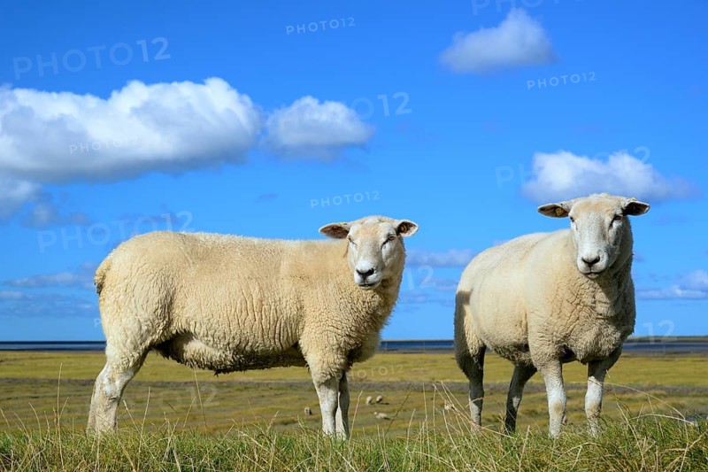 Sheep