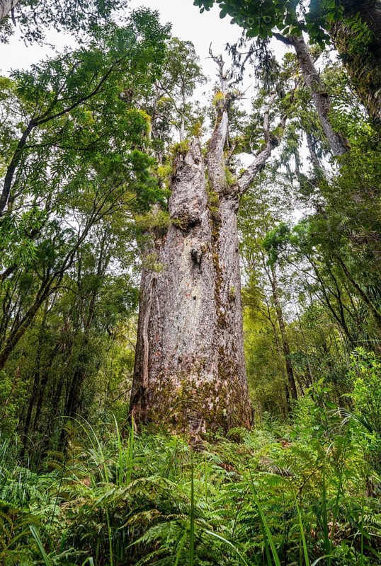 Te Matua Ngahere