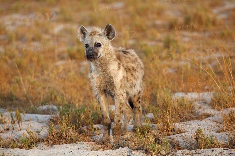 Spotted Hyena