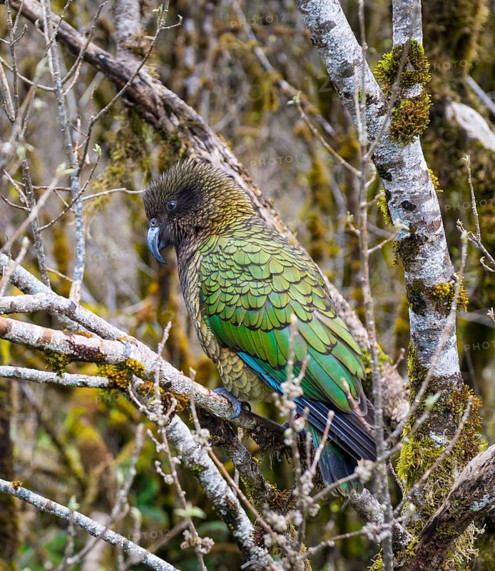 Kea