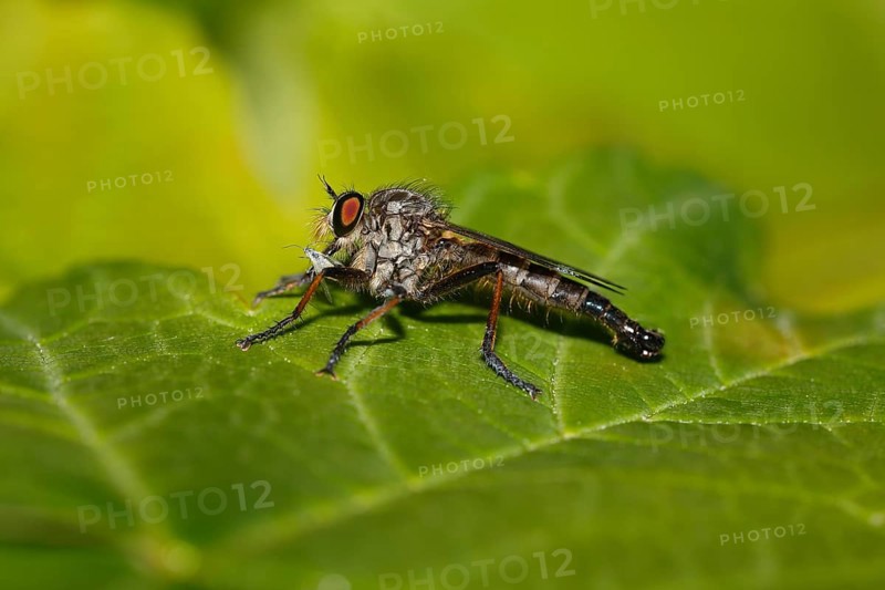 Robber fly