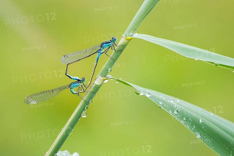 Blue-tailed damselflyn