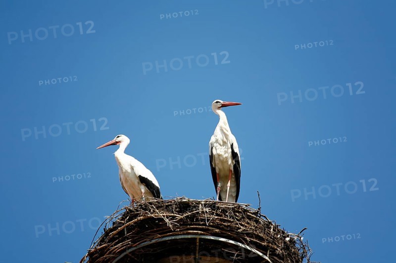 White stork