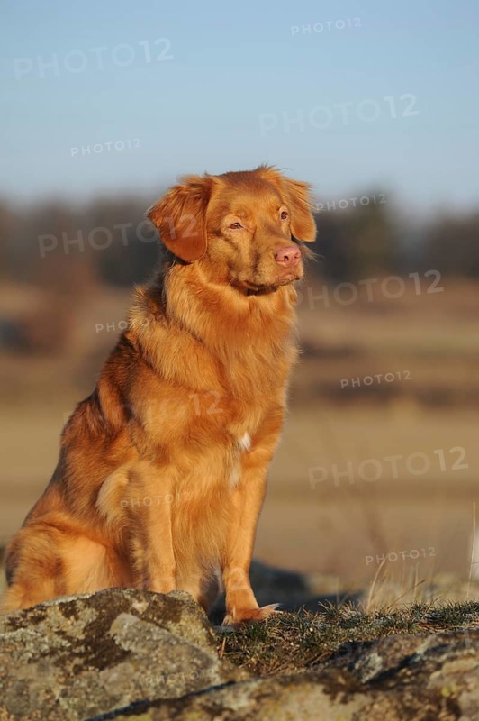 Nova Scotia Duck Tolling Retriever