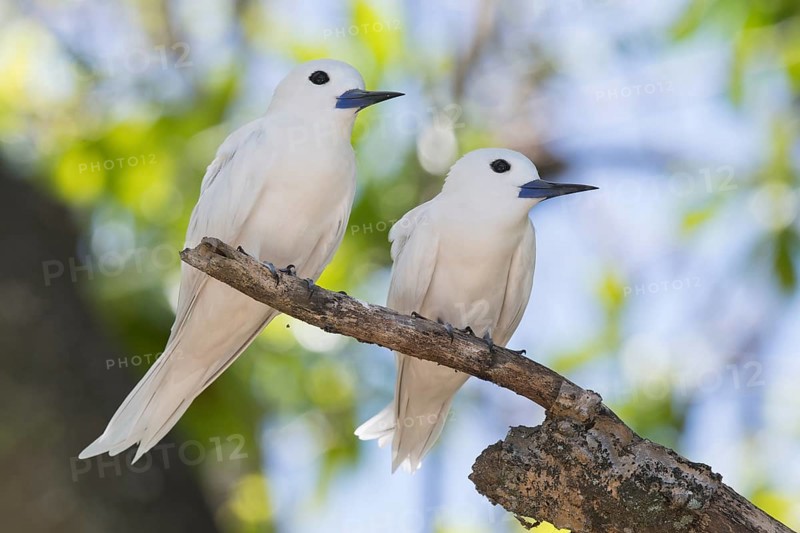 White terns