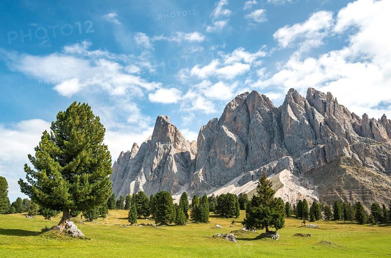 Mountain meadow near Gschnagenhardt Alm