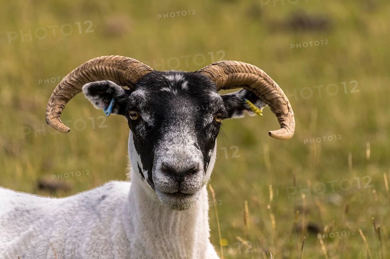 Domestic sheep