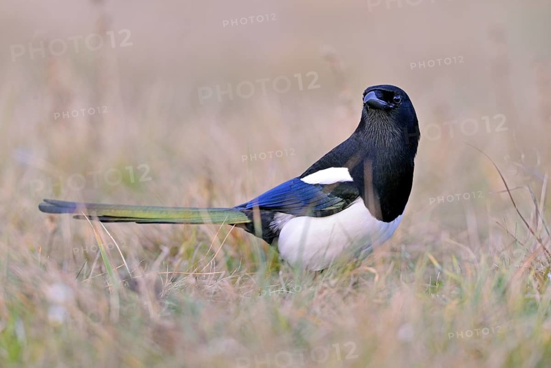 Magpie