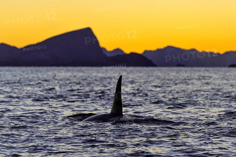 Orca