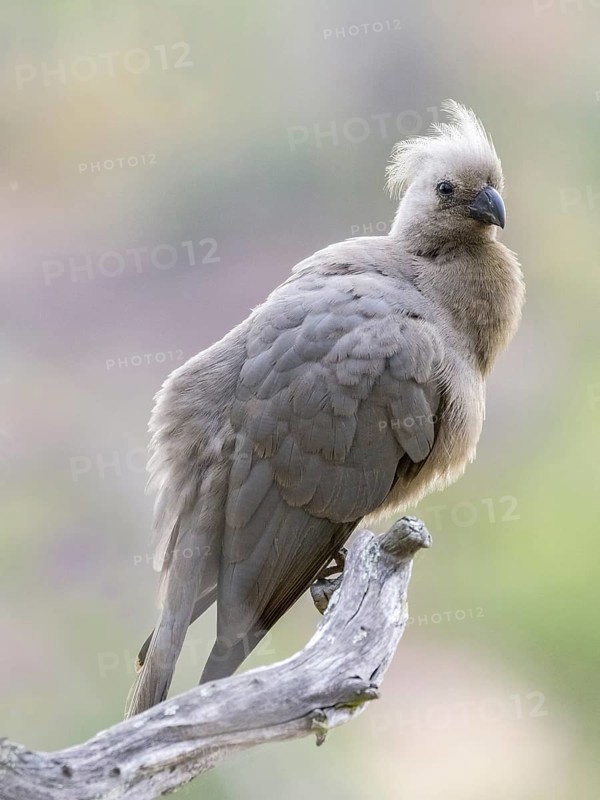 Grey Go-away-bird