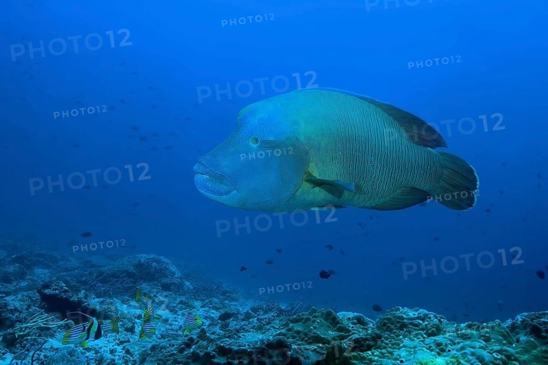Napoleon Wrasse or Humphead Wrasse
