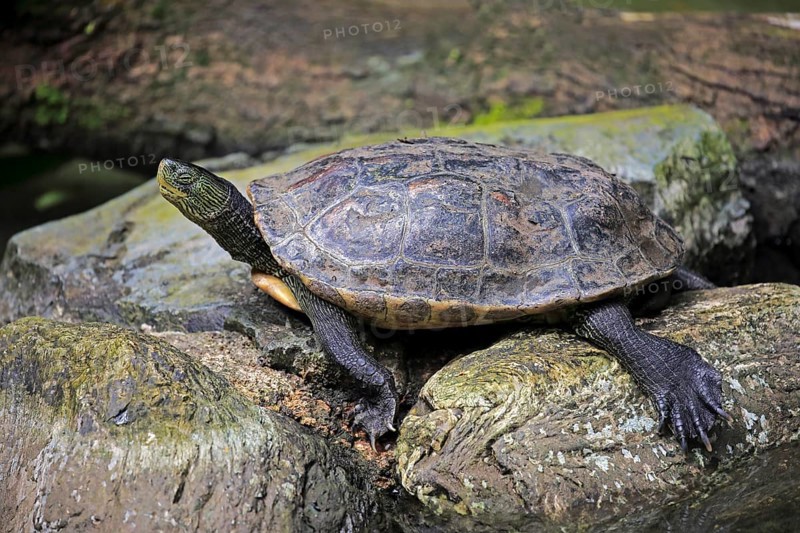 Chinese stripe-necked turtle