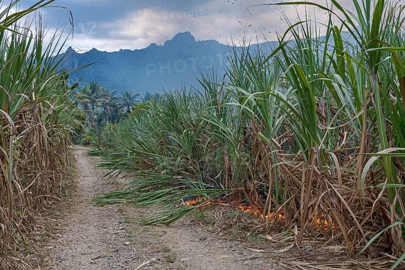 Burning Sugar cane field