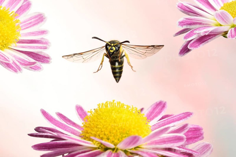 Ancistrocerus nigricornis