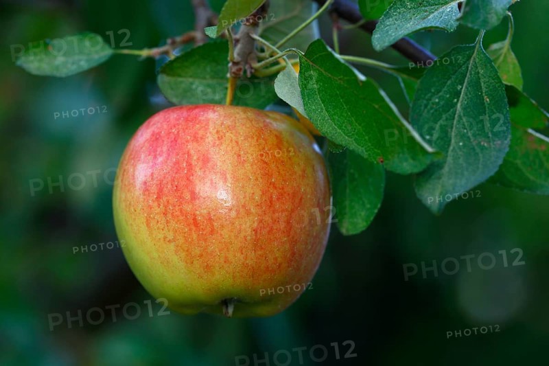 Apple on the apple tree