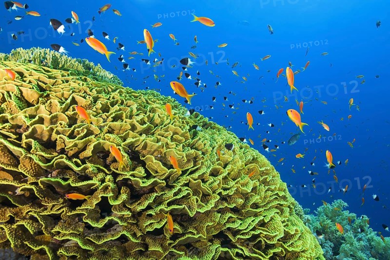 Bright orange school of fish Sea Goldie or Lyretail Anthias