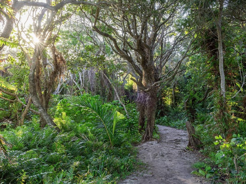 Path through jungle near lake Kuhiange