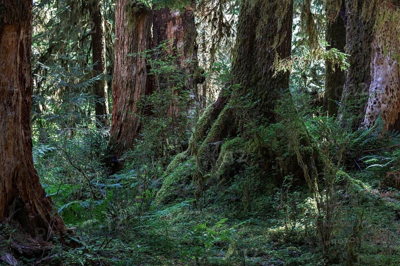 Trees in the Hoh Rainforest