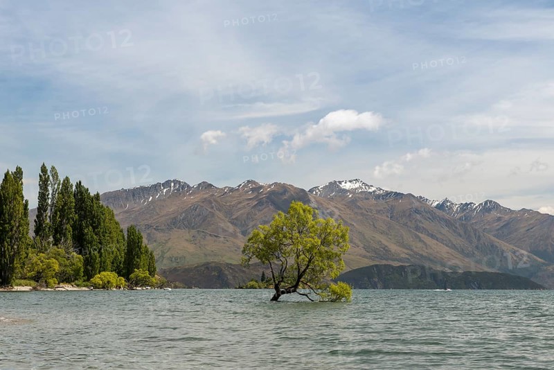 Single tree standing in the water