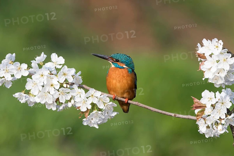 Kingfisher