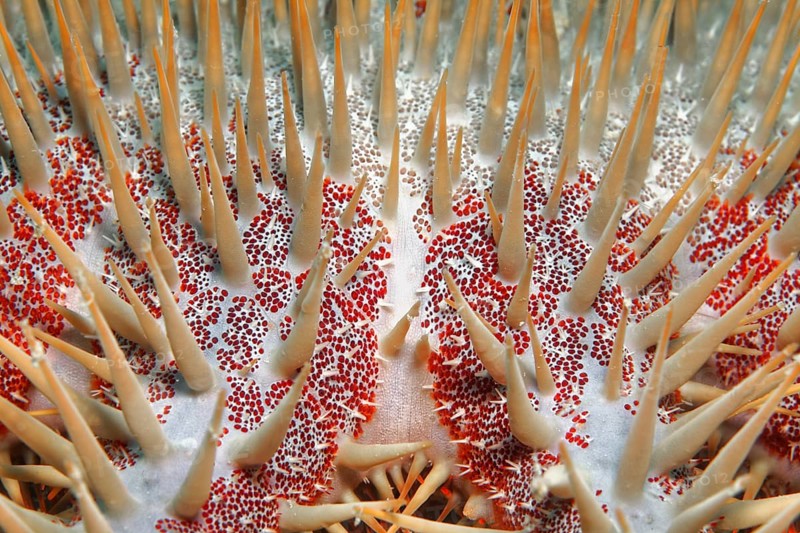 Crown-of-thorns starfish