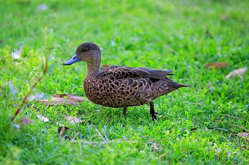 Chestnut-breasted teal