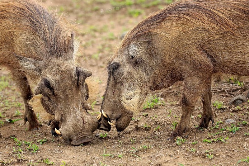Warthog