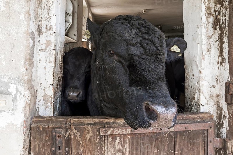 Bull with calf looking out of stable door