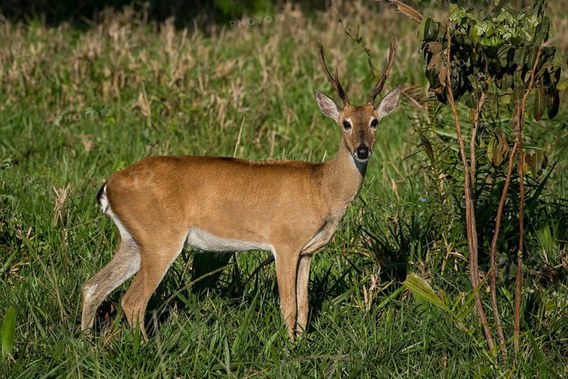 Pampas deer