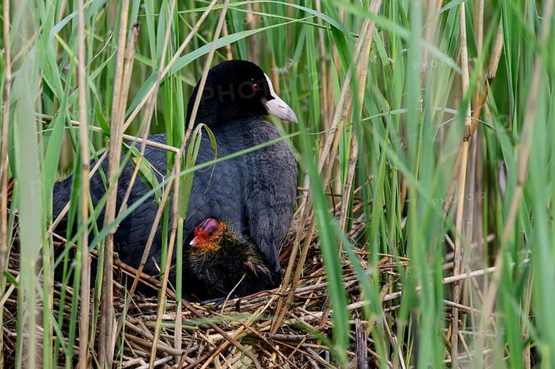Common moorhen